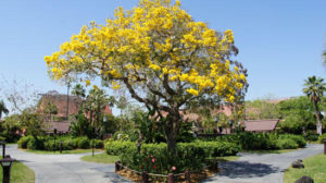 yellow tree 2